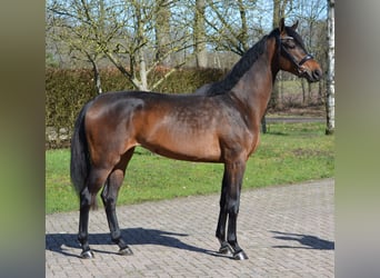 KWPN, Stute, 3 Jahre, 167 cm, Brauner, in Diever