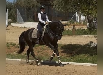 LUJOSO AC
