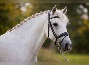 Maximus