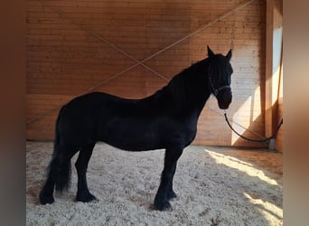 ELEONORA