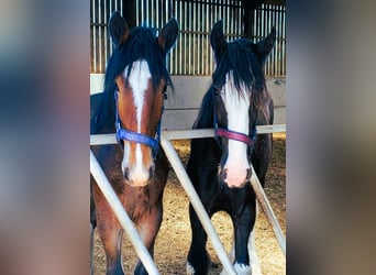 Yearlings
