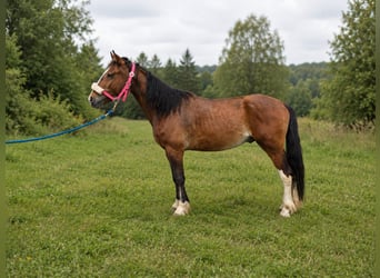 Criollo, Wallach, 4 Jahre, Brauner, in Stockstadt am Main