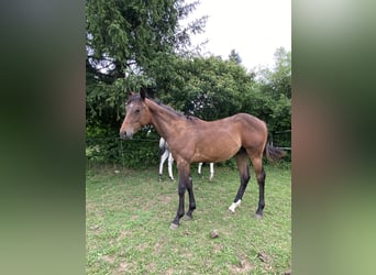 Appaloosa, Hengst, 1 Jahr, 155 cm, Buckskin, in Pappenheim
