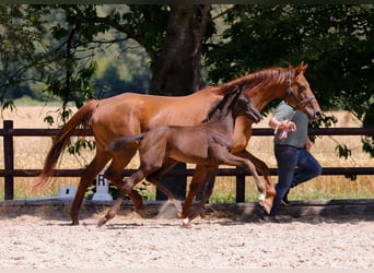 Rheinländer, Stute, 20 Jahre, 167 cm, Dunkelfuchs, in Weeze