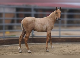 Pegaso de Alegria
