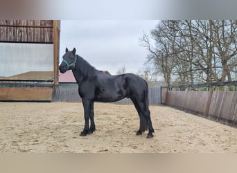 Merens, Hengst, 4 Jahre, 152 cm, , in Caumont