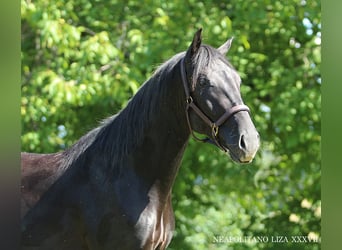 NEAPOLITANO LIZA XXXVII