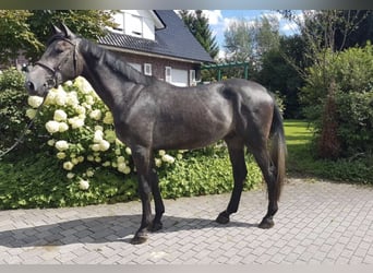 Irish Sport Horse, Wallach, 5 Jahre, 172 cm, Rappschimmel, in Wächtersbach