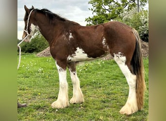 Pretty Clydesdale Filly