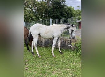 Appaloosa, Hengst, 1 Jahr, 155 cm, White, in Pappenheim