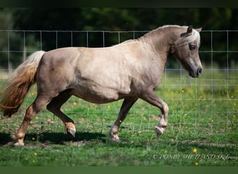 SHETLAND PONY MARE