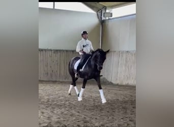 Coqueta