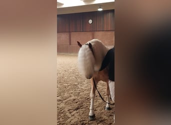 Waltstar