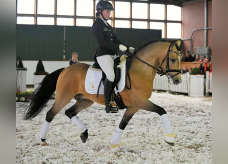 Deutsches Reitpony, Hengst, 17 Jahre, Falbe
