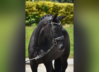 Ookdatnog