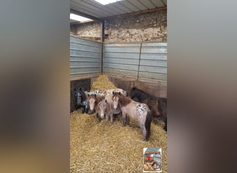 Falabella, Stute, 1 Jahr, 73 cm, Tigerschecke, in SOLARINO