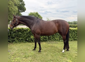 Anke 111 Z