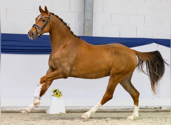 Coco Royale - Lot Nr. 6