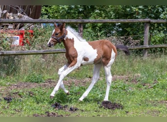 American Paint Horse, Hengst, Fohlen (05/2026), 160 cm, Tobiano-alle-Farben