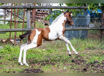 American Paint Horse, Hengst, Fohlen (05/2026), 160 cm, Tobiano-alle-Farben