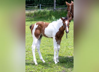 American Paint Horse, Hengst, Fohlen (05/2026), 160 cm, Tobiano-alle-Farben