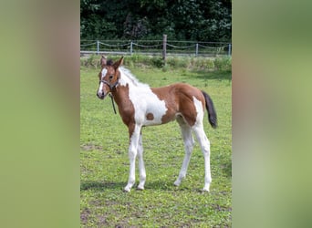 American Paint Horse, Hengst, Fohlen (05/2026), 160 cm, Tobiano-alle-Farben