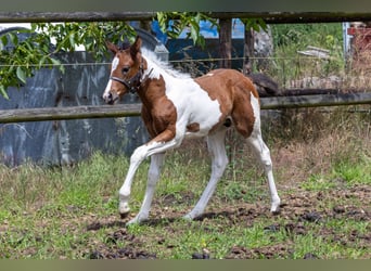 American Paint Horse, Hengst, Fohlen (05/2026), 160 cm, Tobiano-alle-Farben