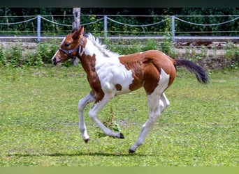 American Paint Horse, Hengst, Fohlen (05/2026), 160 cm, Tobiano-alle-Farben