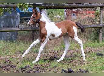 American Paint Horse, Hengst, Fohlen (05/2026), 160 cm, Tobiano-alle-Farben