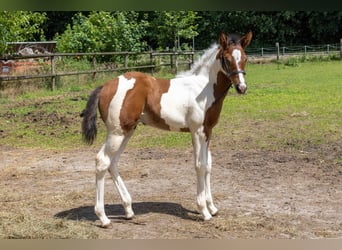 American Paint Horse, Hengst, Fohlen (05/2026), 160 cm, Tobiano-alle-Farben