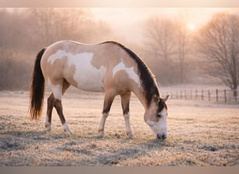 American Paint Horse, Hengst, 9 Jahre, 146 cm, Overo-alle-Farben