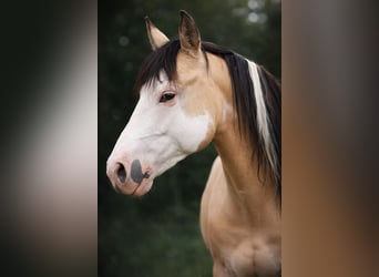 American Paint Horse, Hengst, 9 Jahre, 146 cm, Overo-alle-Farben