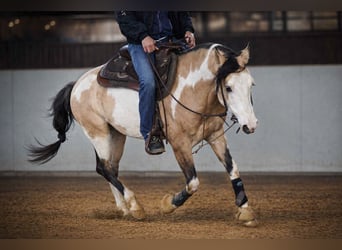 American Paint Horse, Hengst, 9 Jahre, 146 cm, Overo-alle-Farben