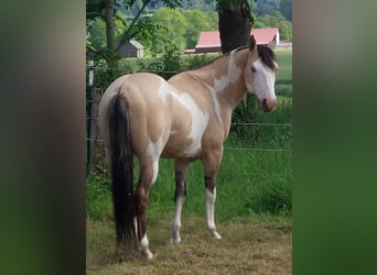 American Paint Horse, Hengst, 9 Jahre, 146 cm, Overo-alle-Farben