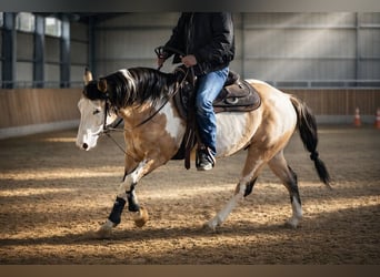 American Paint Horse, Hengst, 9 Jahre, 146 cm, Overo-alle-Farben