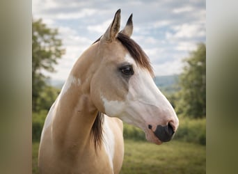American Paint Horse, Hengst, 9 Jahre, 146 cm, Overo-alle-Farben
