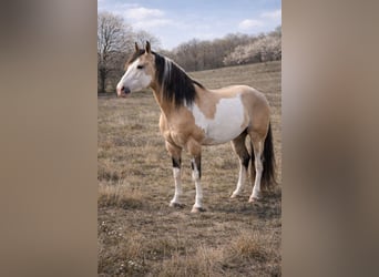 American Paint Horse, Hengst, 9 Jahre, 146 cm, Overo-alle-Farben