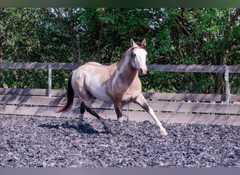 American Paint Horse, Hengst, 9 Jahre, 146 cm, Overo-alle-Farben