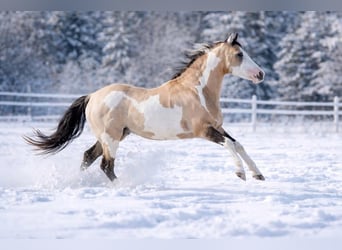 American Paint Horse, Hengst, 9 Jahre, 146 cm, Overo-alle-Farben