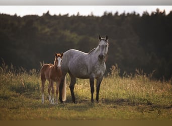 American Quarter Horse, Stute, Fohlen (04/2026), 145 cm, Dunkelfuchs