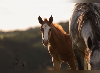 American Quarter Horse, Stute, Fohlen (04/2026), 145 cm, Dunkelfuchs
