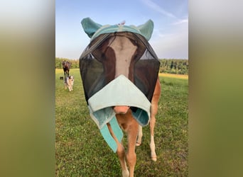 American Quarter Horse, Stute, Fohlen (04/2026), 145 cm, Dunkelfuchs