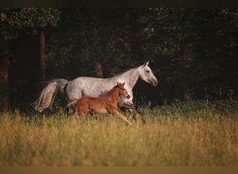 American Quarter Horse, Stute, Fohlen (04/2026), 145 cm, Dunkelfuchs
