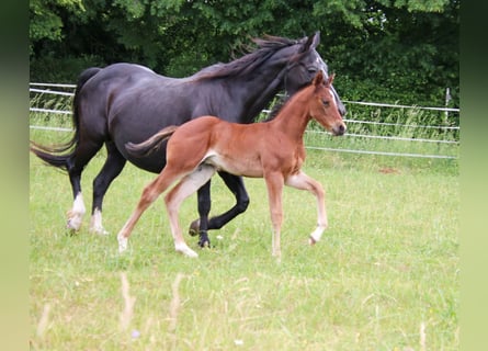 American Quarter Horse, Stute, Fohlen (04/2026), 150 cm, Brauner