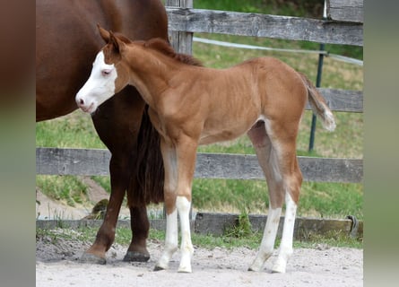 American Quarter Horse, Stute, Fohlen (05/2026), 150 cm, Fuchs