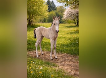 American Quarter Horse, Stute, Fohlen (03/2026), Buckskin