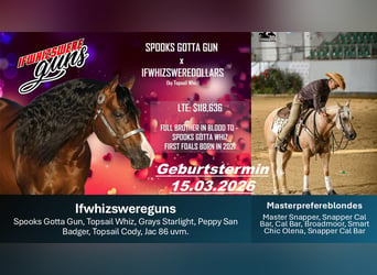 American Quarter Horse, Stute, Fohlen (03/2026), Buckskin