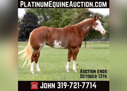 American Quarter Horse, Wallach, 14 Jahre, 150 cm, Overo-alle-Farben