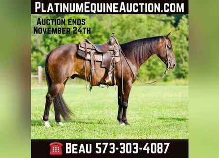 American Quarter Horse, Wallach, 5 Jahre, 152 cm, Rotbrauner