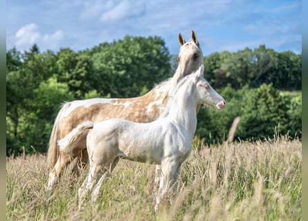 American Saddlebred, Stute, 1 Jahr, 165 cm, Cremello
